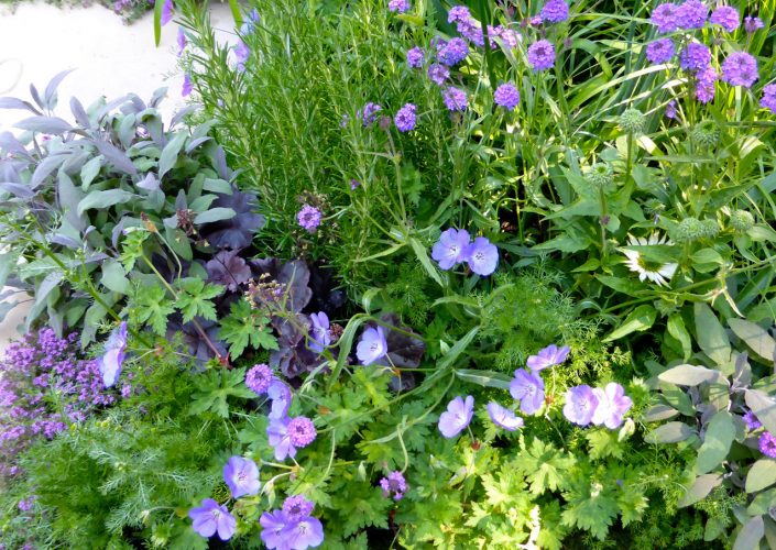 Geraniums and herbs